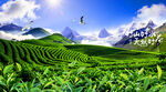 茶山