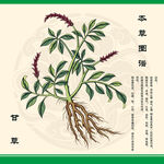 甘草植物图示