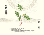 中药芫荽图示