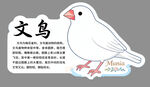 可爱文鸟展示