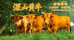 农家黄牛