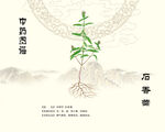 中草药植物荠苎 石香薷 
