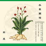 白芨草药插画展示