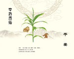 中药干姜植株展示