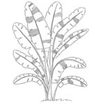 手绘香蕉树植物线条图 矢量图