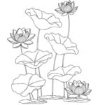 荷花线条画 矢量图