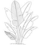 手绘芭蕉叶植物线条图 矢量图
