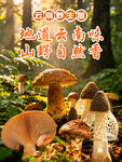 野生菌海报