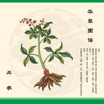 传统本草图鉴之丹参插画