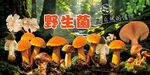野生菌