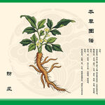 防风植物图示