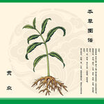 贯众草本植物图示