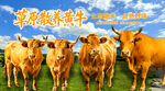 草原黄牛 
