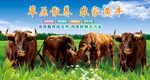 草原散养黄牛