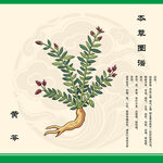手绘黄芩草药图