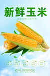 玉米
