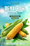玉米
