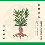 竹叶柴胡图示
