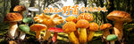 野生菌广告 