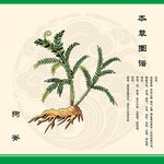 本草纲目狗脊插画图