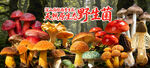 野生菌广告 黄牛肝菌 云南野生