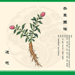 远志植物图示