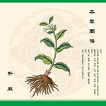 升麻中草药图