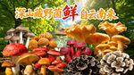 野生菌广告  