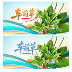 车前草