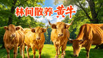 林间散养黄牛