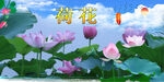 荷花  