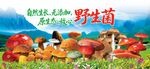 野生菌