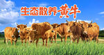  黄牛  