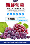 葡萄