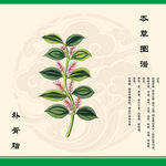 补骨脂手绘草本植物