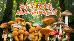 野生菌广告  