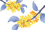 桂花插画