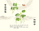 中药材决明子展示图