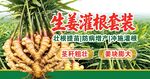 生姜 