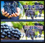 葡萄