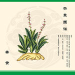 本草姜黄插画展示