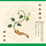 锦地罗草图示