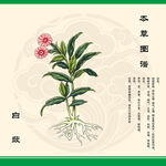 白蔹草植物本草图示