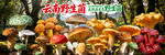 野生菌广告  