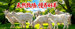 山羊海报