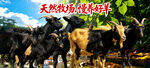 黑山羊广告