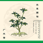 广木香植物手绘图鉴