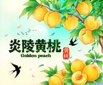 黄桃