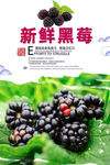 黑莓