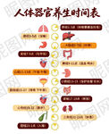 人体器官养生时间表图示